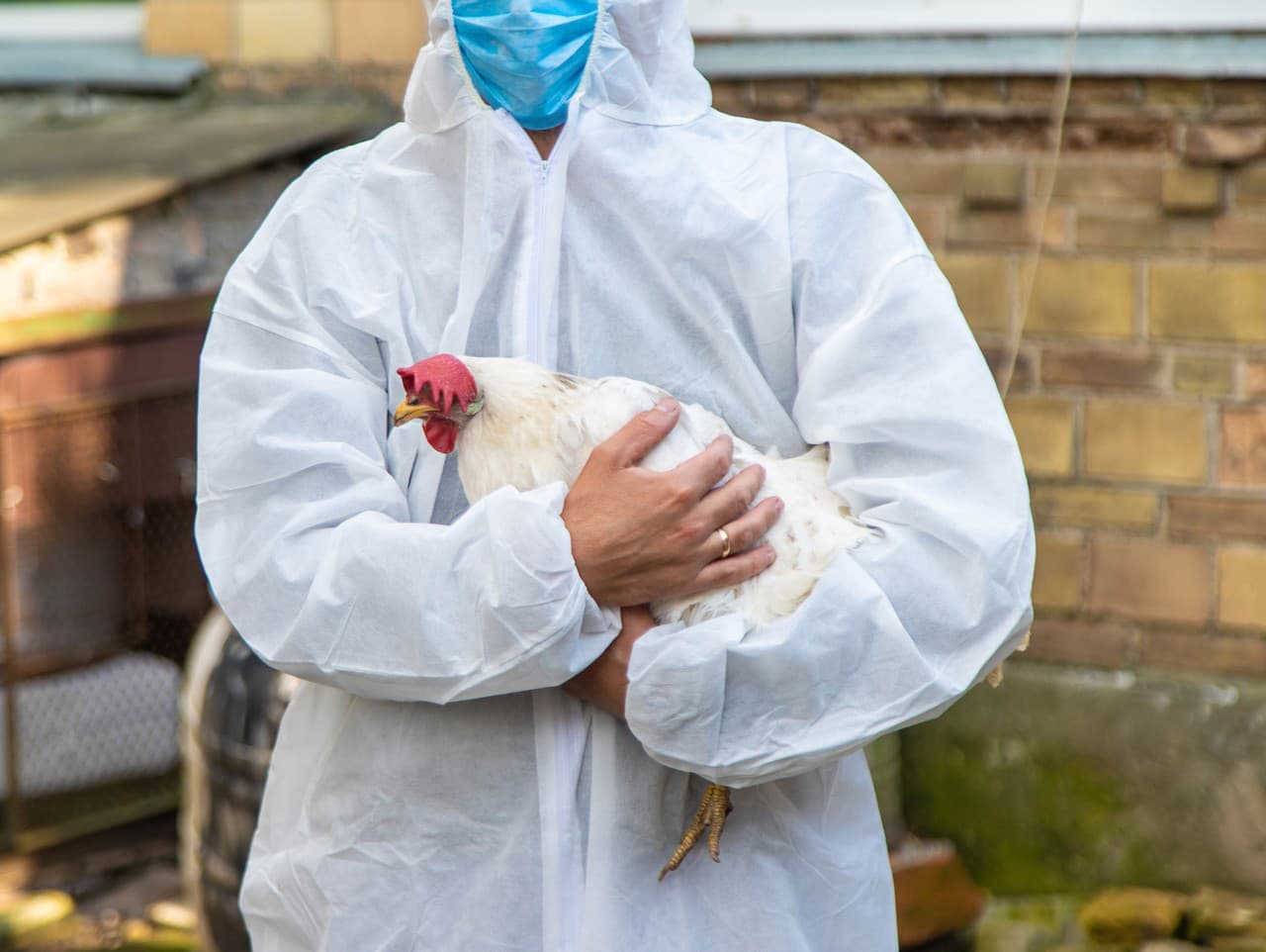 Vtáčia chrípka zasiahla farmu na juhu Slovenska, tisíce zvierat museli utratiť
