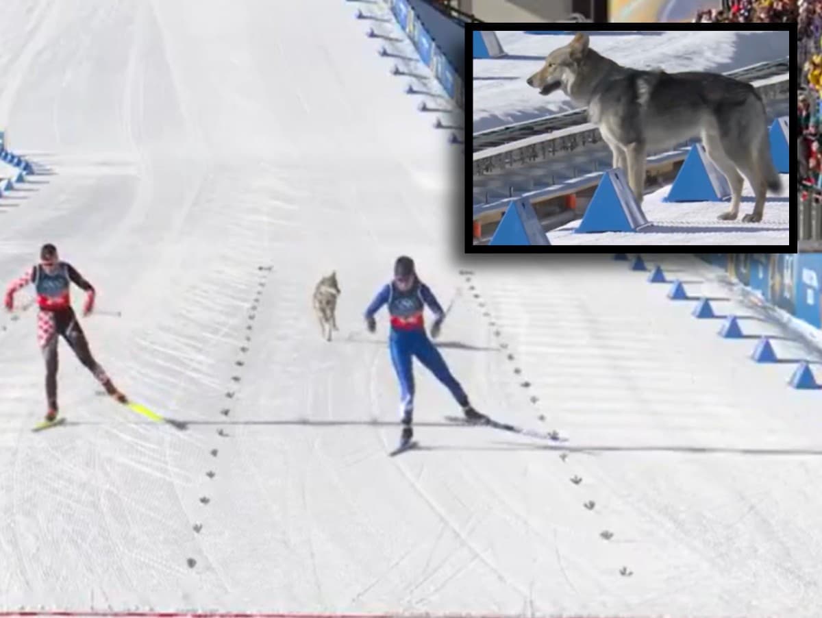 Kuriózny incident na olympiáde: Pes vbehol na trať