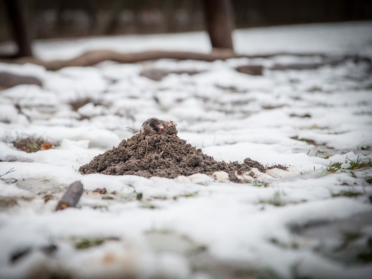 Krtinca ako alternatíva: Záhradkári odporúčajú zeminu z krtinca