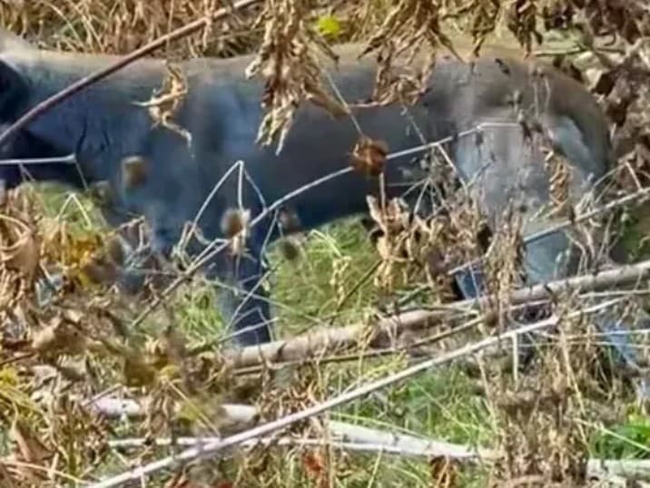 Modré psy v Černobyle: Záhada alebo varovanie pred chemikáliami?