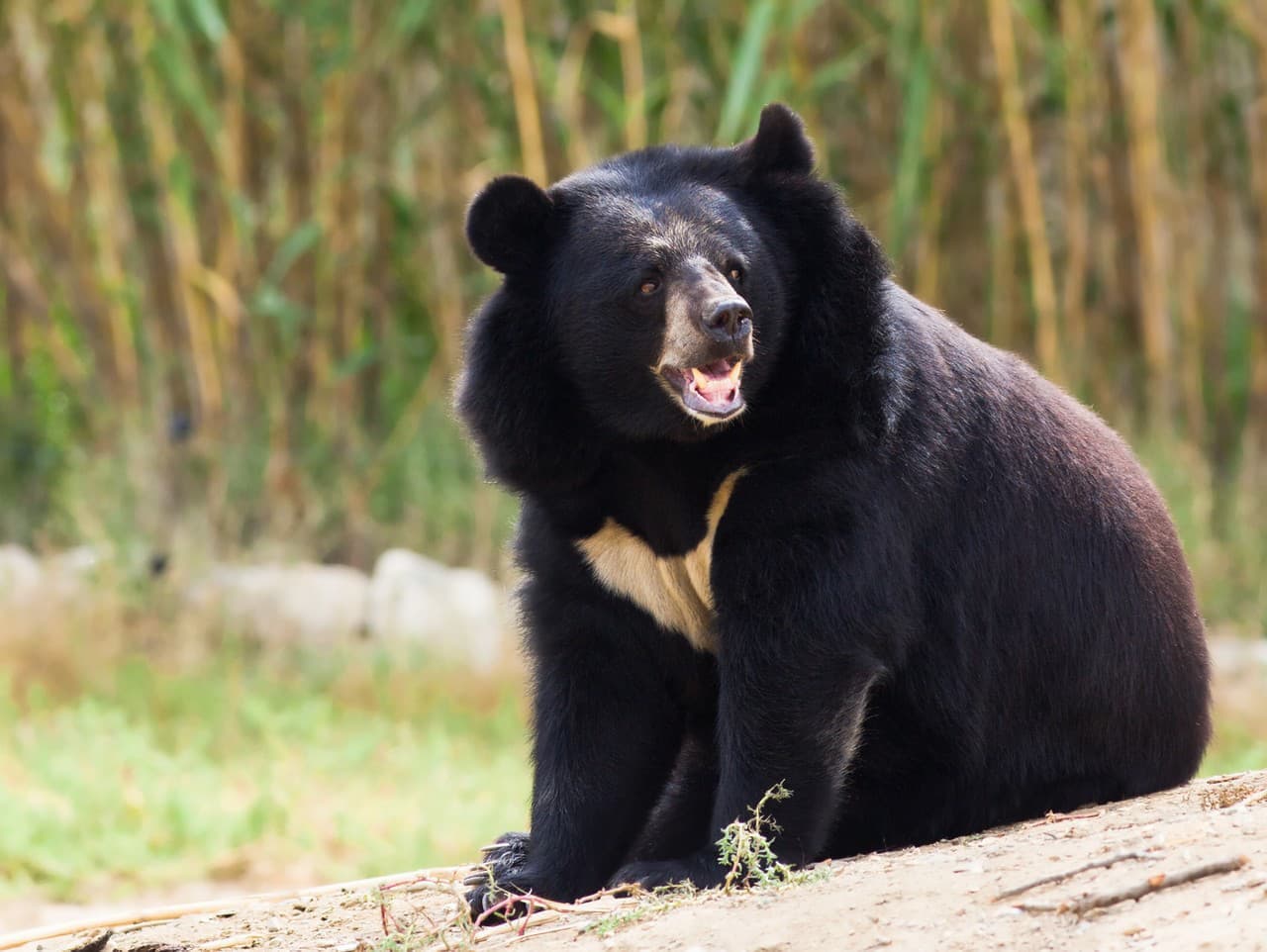 Japonsko bojuje s medvedími útokmi, armáda zasahuje