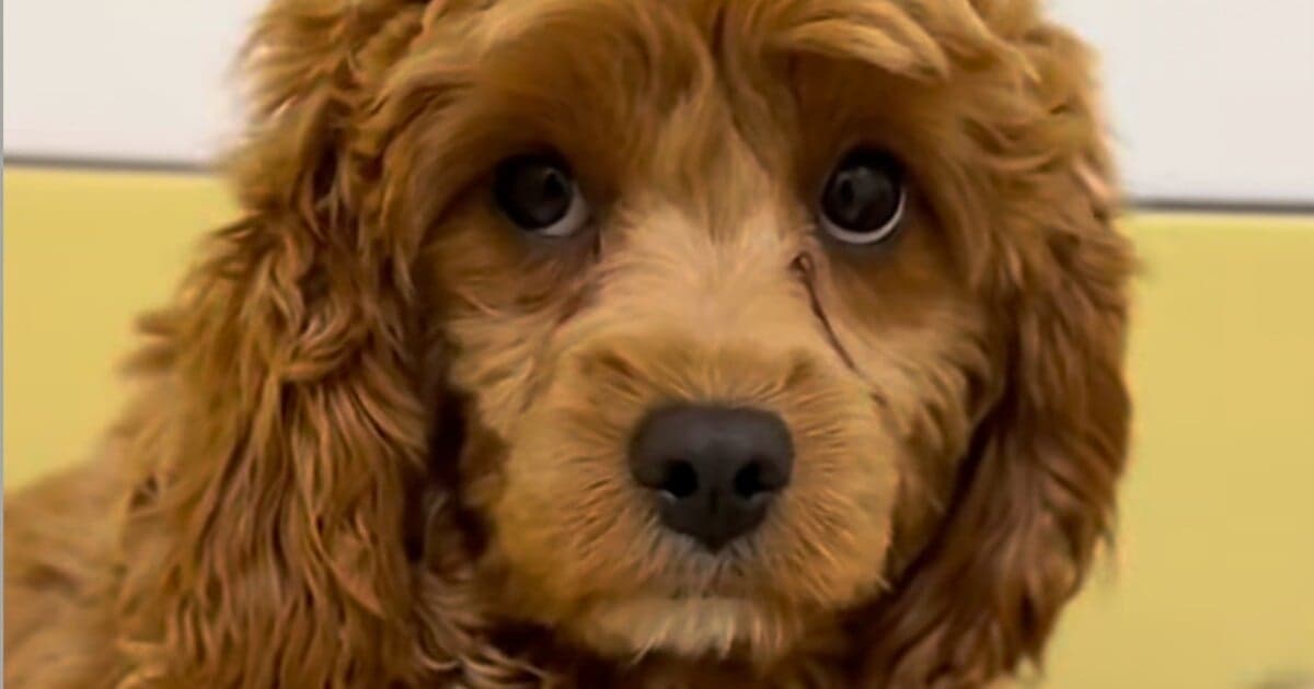 Útulok Tuláčik zachránil 129 psov z množiarní v kritickom stave