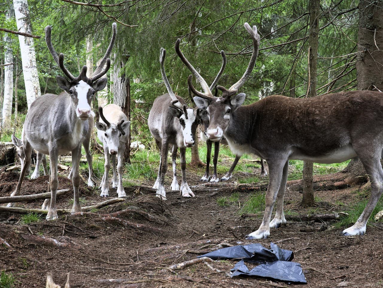 Fascinujúce fakty o soboch: Menia farbu očí a prekvapujúce zvyky