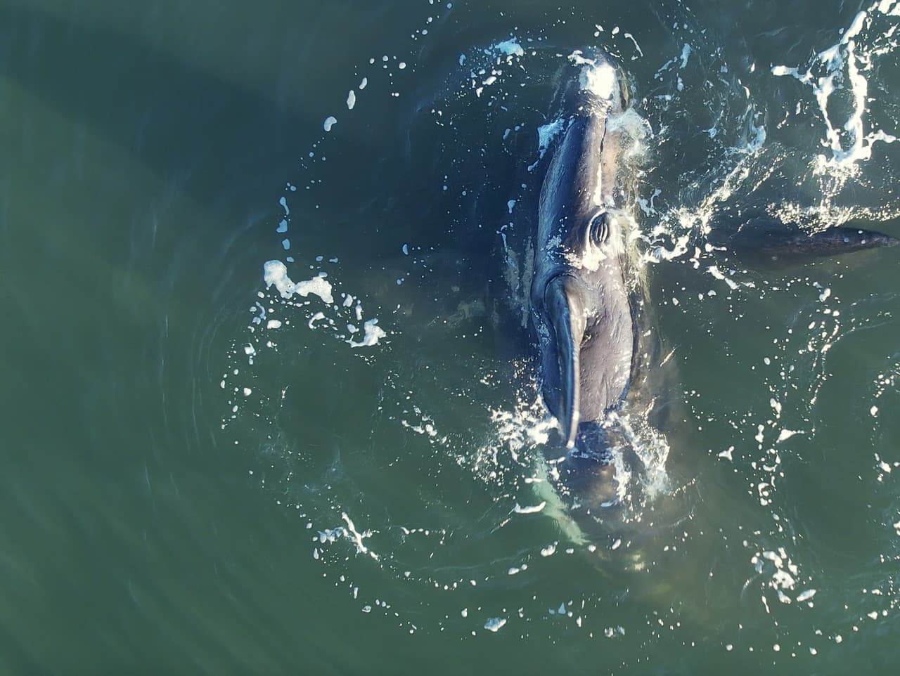 Tajomstvo dlhovekosti: Veľryba grónska a jej biologické zázraky