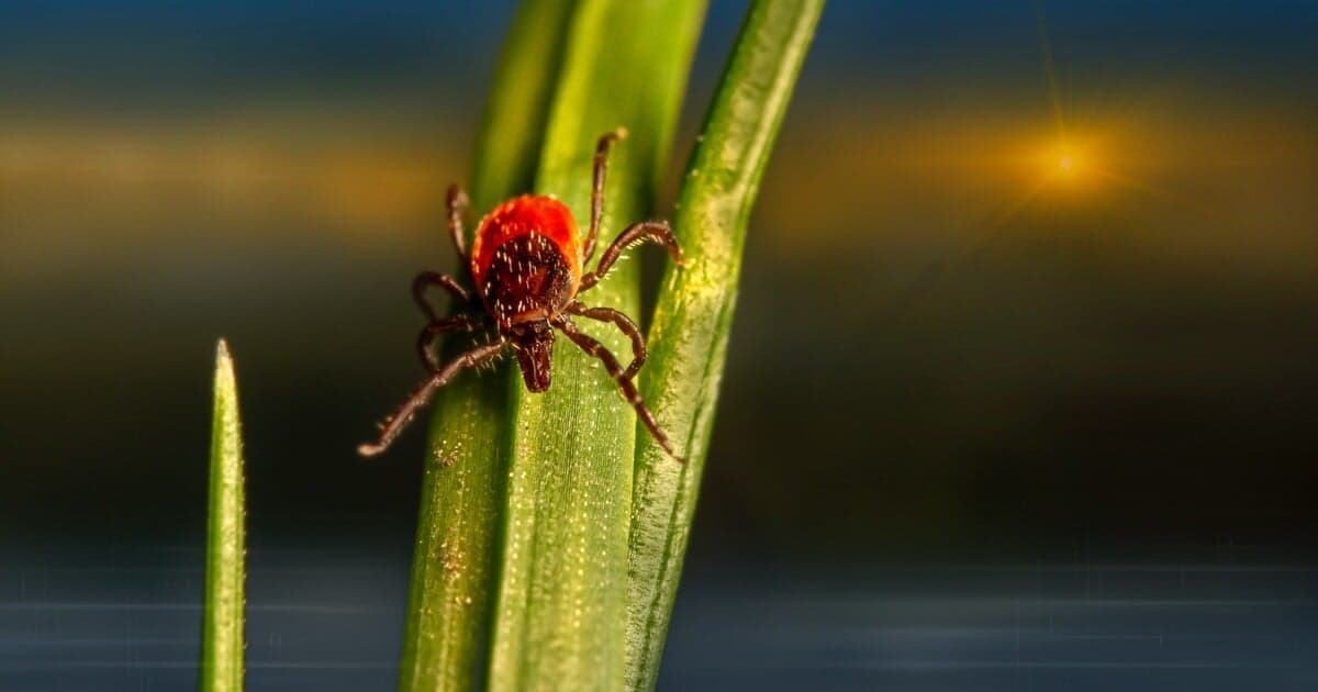 Smrť po hamburgeri: Vedci potvrdili alergiu na mäso ako príčinu úmrtia