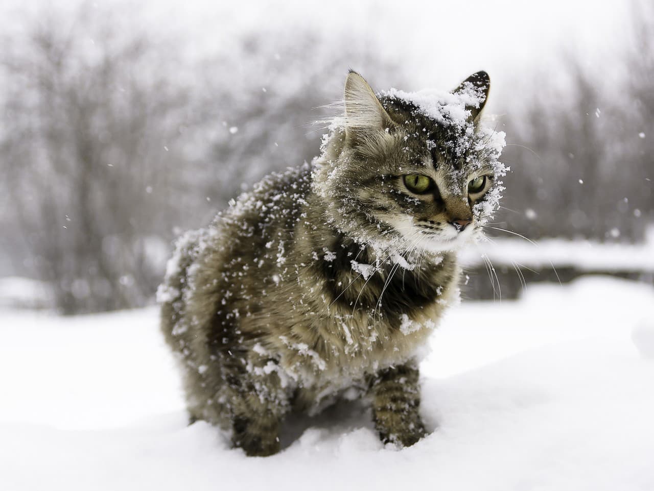 Sibírsky kocúr Sergej prekvapil reakciou na sneh