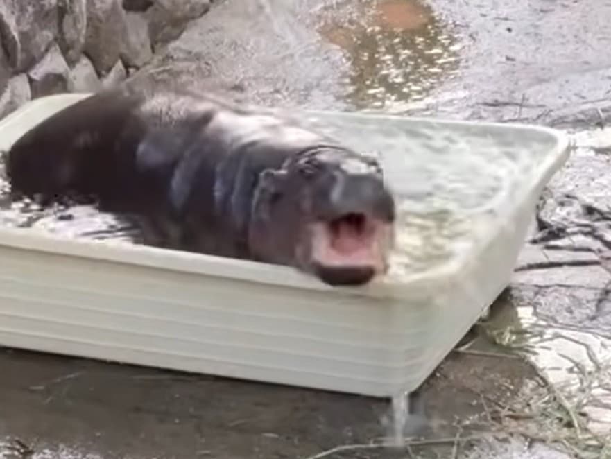 Moo Deng: Trpasličí hrošík, ktorý dobyl srdcia milovníkov zvierat