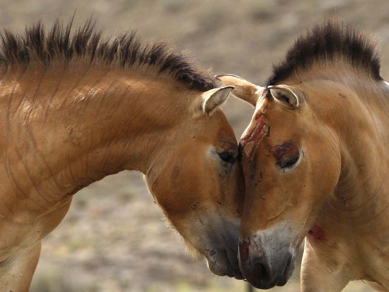 Černobyľ po 40 rokoch: Ohrozené kone Przewalského v zóne
